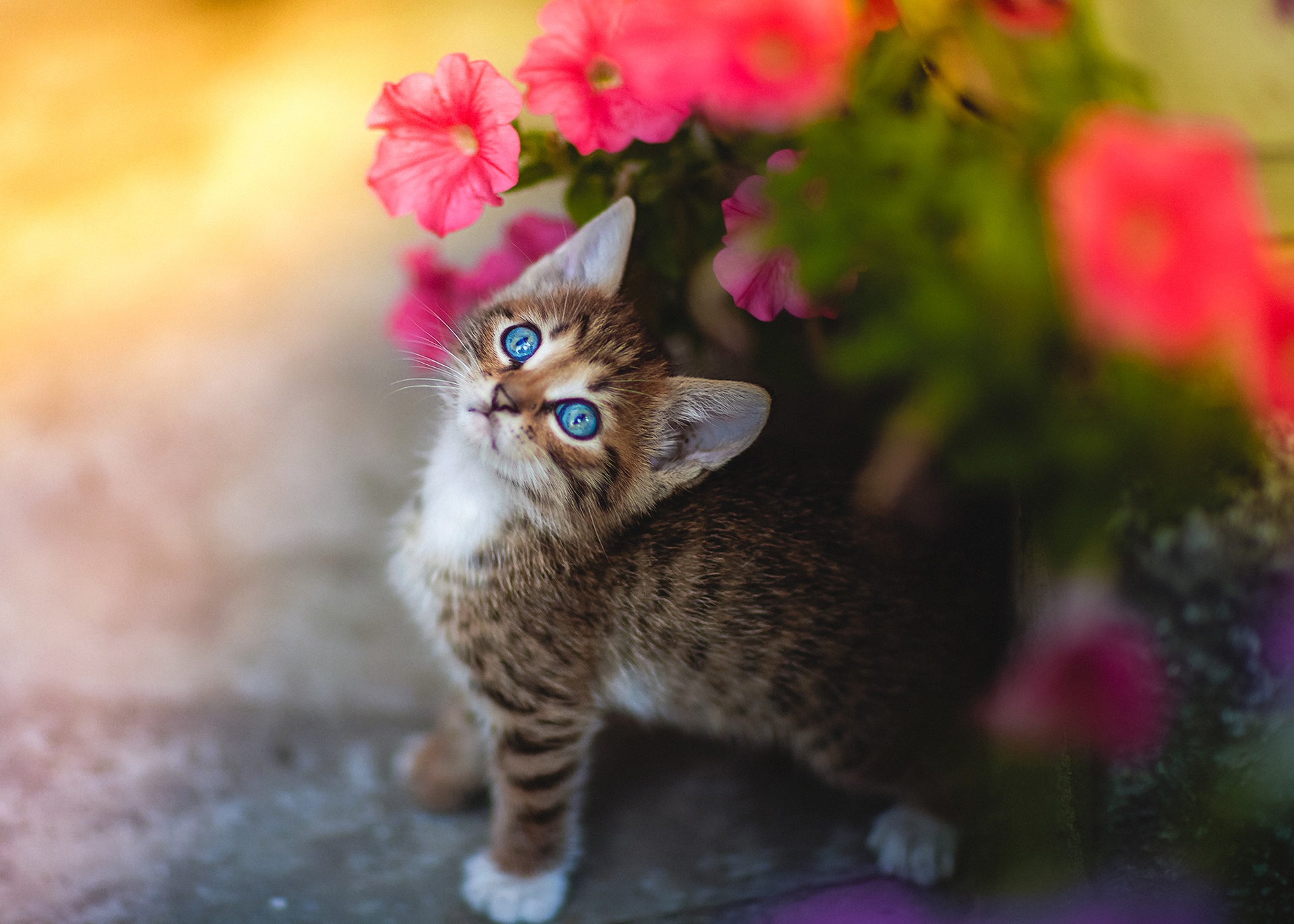 caturday pic of a kitten with beautiful blue eyes posing next to flowers