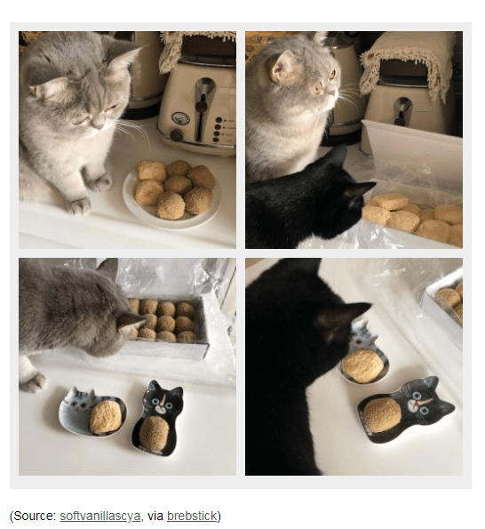 caturday pic of cats looking at cookies in cat shaped plates