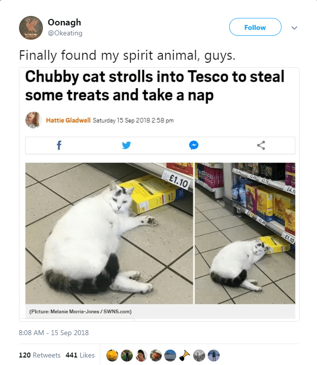 caturday pic with headline about a chonk