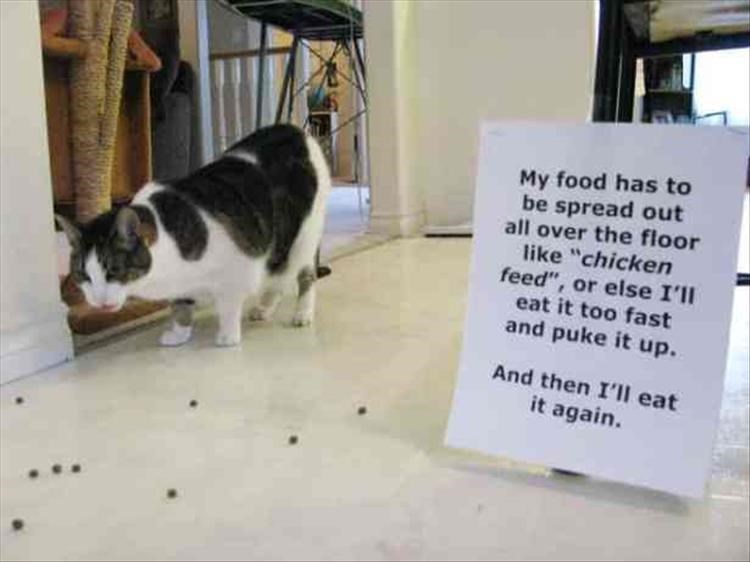 caturday pic about a cat with unusual feeding tactics