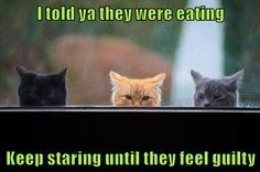 caturday pic of cats guilt tripping you to give them food