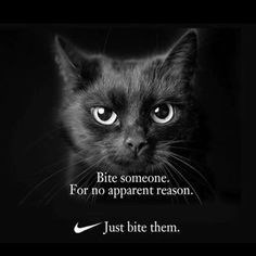 caturday pic parodying the Nike ads