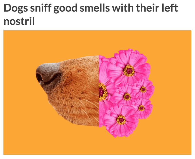 snout - Dogs sniff good smells with their left nostril