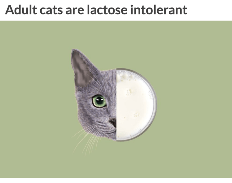 korat - Adult cats are lactose intolerant