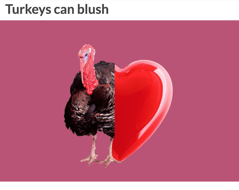 chicken - Turkeys can blush