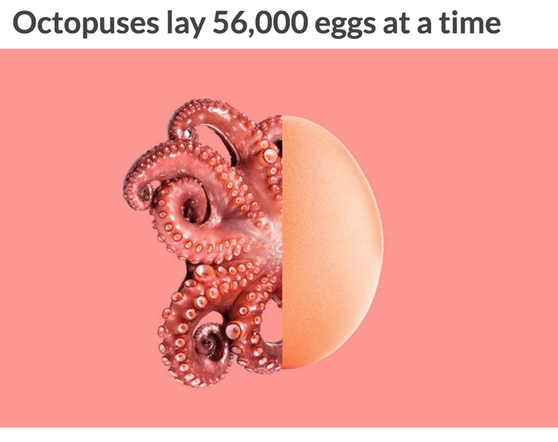 octopus - Octopuses lay 56,000 eggs at a time