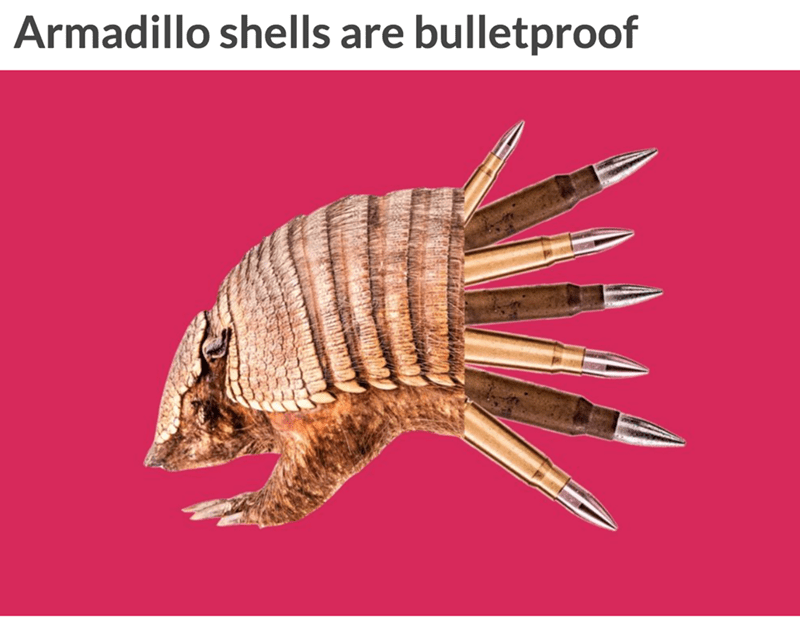 Armadillo shells are bulletproof