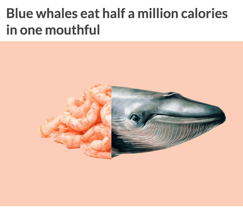 do blue whales eat - Blue whales eat half a million calories in one mouthful
