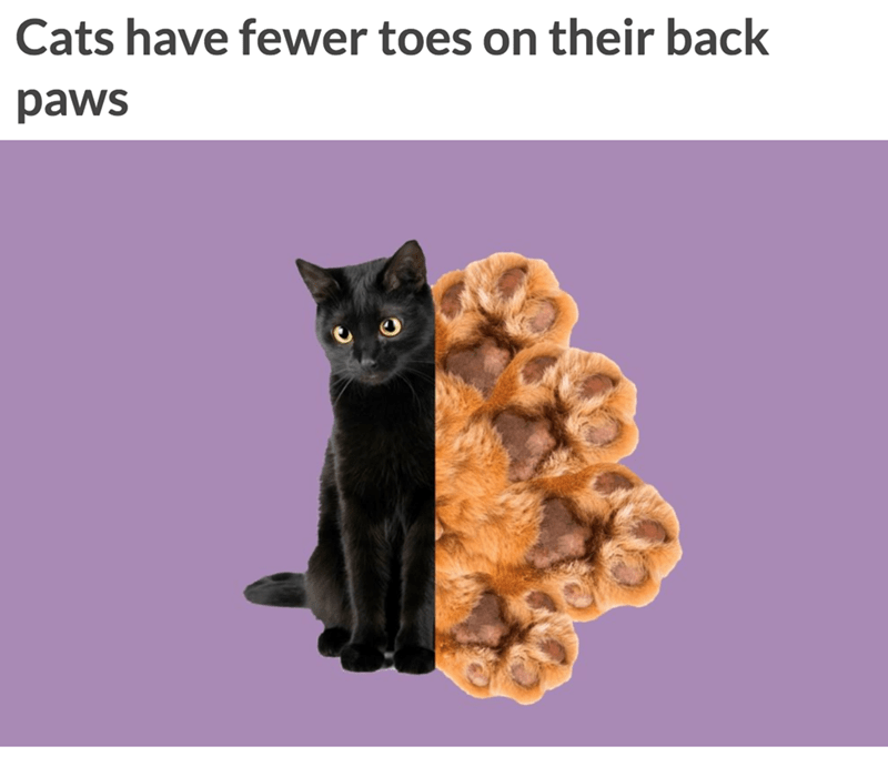 black cat - Cats have fewer toes on their back paws
