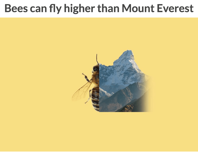 membrane winged insect - Bees can fly higher than Mount Everest