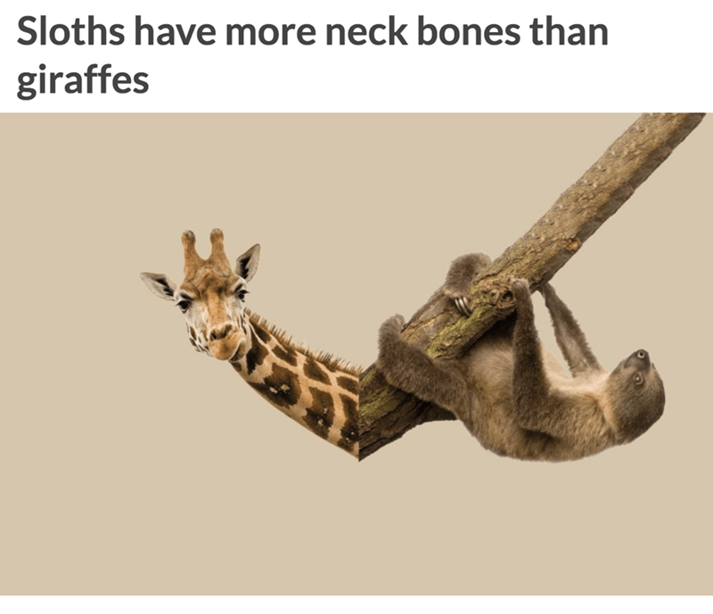giraffe and sloth - Sloths have more neck bones than giraffes