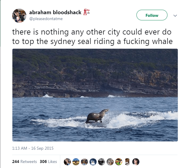 abraham bloodshack v there is nothing any other city could ever do to top the sydney seal riding a fucking whale 244 306 seo