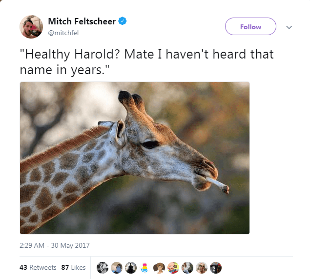 giraffe - Mitch Feltscheer "Healthy Harold? Mate I haven't heard that name in years." 43 87 43 87 Cod 09090