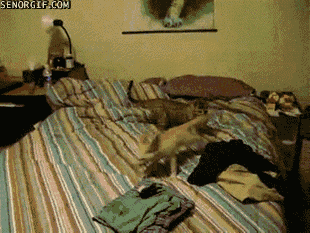 Caturday gif of a cat playing with a fennec fox