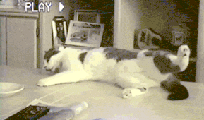 Caturday gif of cats rolling and falling off surfaces