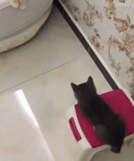 Caturday gif of kittens playing