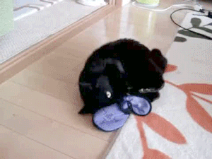 Caturday gif of a cat playing with an eye mask