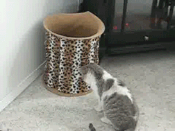 Caturday gif of a cat hiding in a trash bin and moving it around