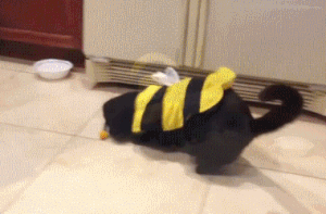 Caturday gif of a cat trying to get a bumblebee costume off