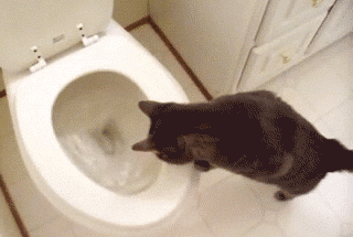 Caturday gif of a cat studying a toilet