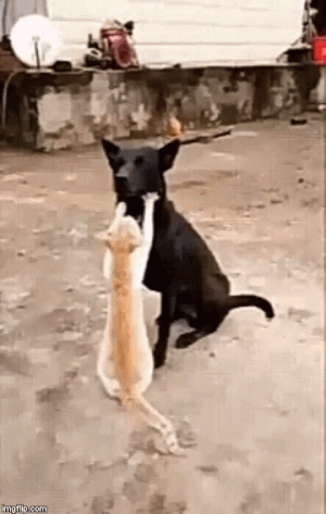 Caturday gif of a cat kneading a dog's face