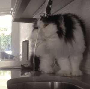 Caturday gif of a cat unsuccessfully trying to drink from a faucet