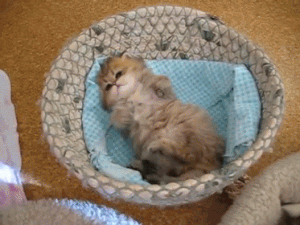 Caturday gif of a chubby kitten rolling around in a basket