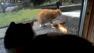 Caturday gif of a cat watching another cat sneak on something