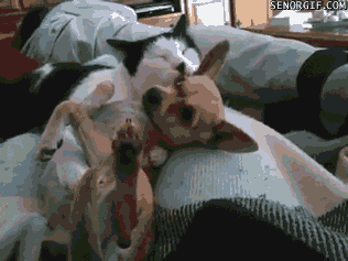 Caturday gif of a cat grooming a chihuahua dog