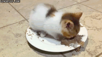 Caturday gif of a kitten sitting on a plate and eating