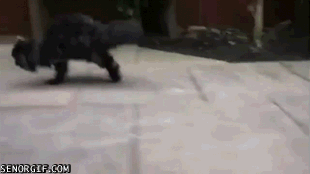 Caturday gif of a cat running around on two legs