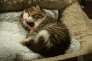 Caturday gif of a kitten yawning in its sleep