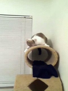 Caturday gif of a cat shaking its head aggressively