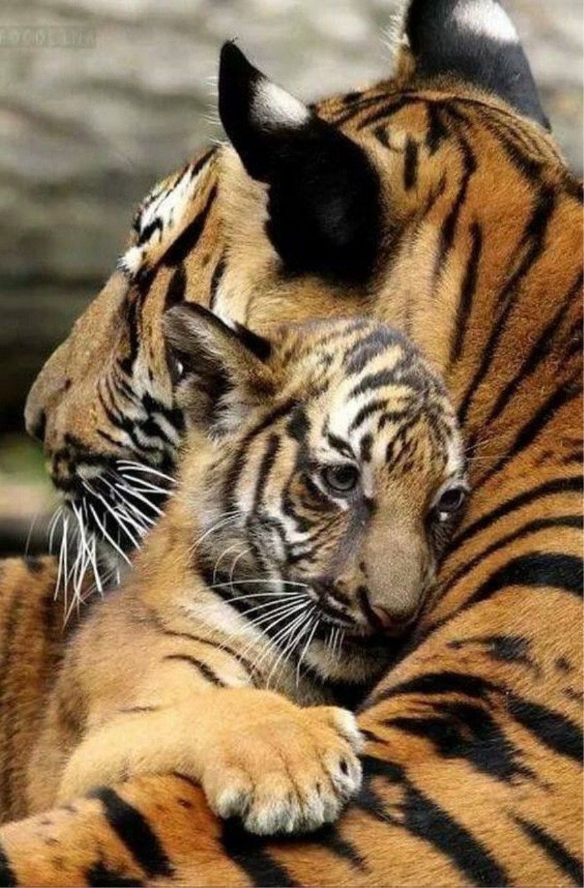 Caturday pic of a baby tiger cuddling with its mama