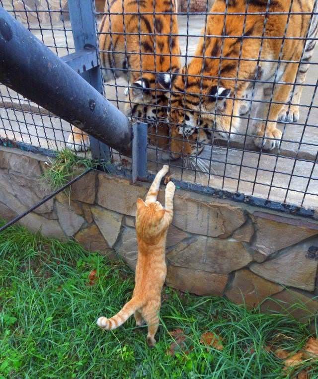 Caturday pic of a cat reaching inside a tigers' cage