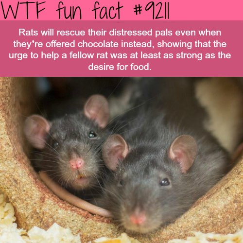 20+ Fun Factoids to Make You Feel Smarter