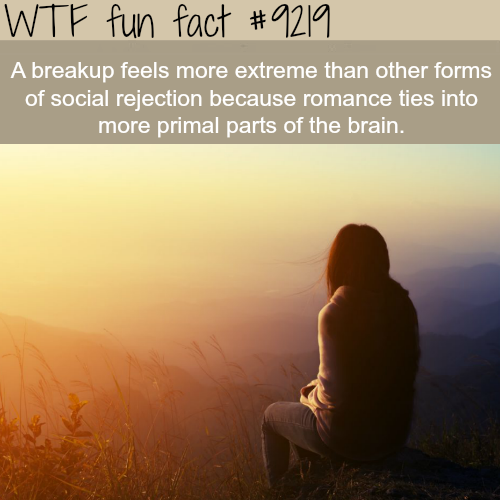 morning - Wtf fun fact A breakup feels more extreme than other forms of social rejection because romance ties into more primal parts of the brain.