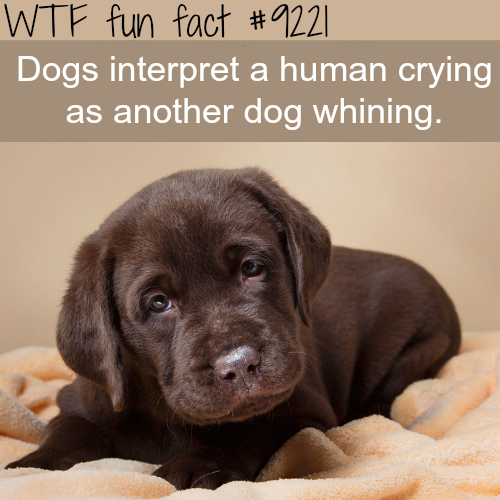 success kid - Wtf fun fact Dogs interpret a human crying as another dog whining.