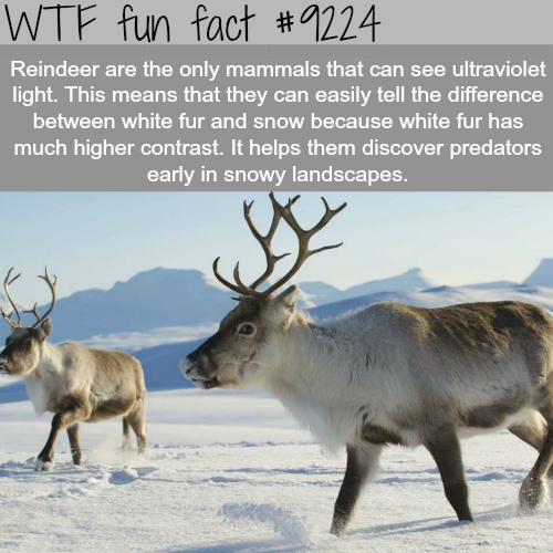norway reindeer - Wtf fun fact Reindeer are the only mammals that can see ultraviolet light. This means that they can easily tell the difference between white fur and snow because white fur has much higher contrast. It helps them discover predators early 