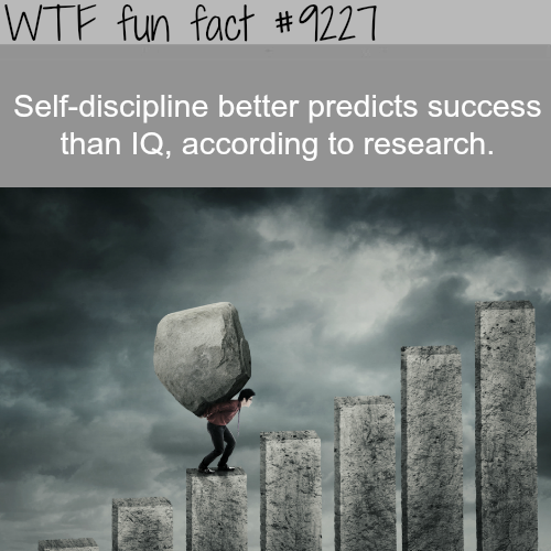 man lifts boulder - Wtf fun fact Selfdiscipline better predicts success than Iq, according to research.
