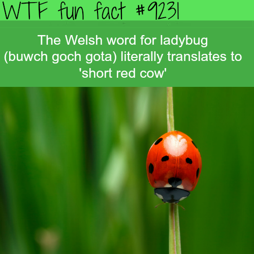 20 Fun Facts To Stick in your Think Meat