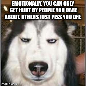 dog meme no - Emotionally, You Can Only Get Hurt By People You Care About Others Just Piss You Off. imgflip.com