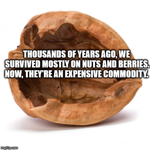 nut shell - Thousands Of Years Ago, We Survived Mostly On Nuts And Berries. Now, They'Re An Expensive Commodity mailip.com