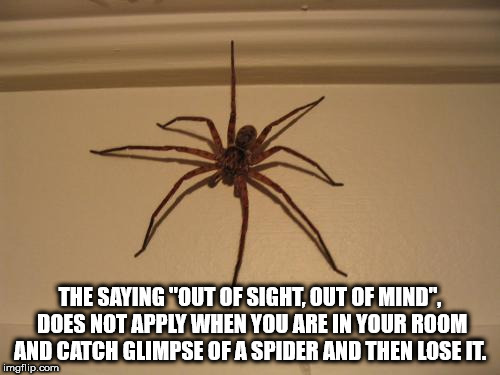 tarantula - The Saying Out Of Sight Out Of Mind". Does Not Apply When You Are In Your Room And Catch Glimpse Of A Spider And Then Lose It. imgflip.com