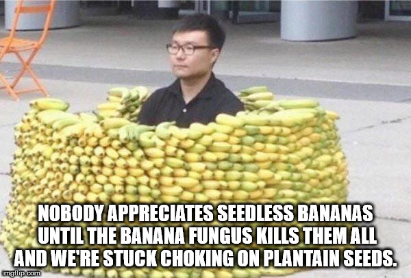 banana fort - Nobody Appreciates Seedless Bananas Until The Banana Fungus Kills Them All And We'Re Stuck Choking On Plantain Seeds. imgflip.com