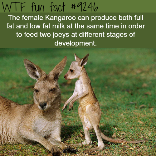 11 Fun Facts For Friday