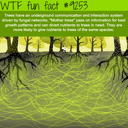 11 Fun Facts For Friday