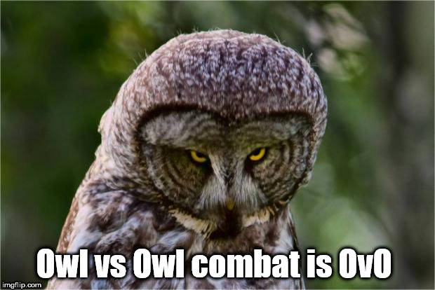 owls vs owls combat is ovo shower thought