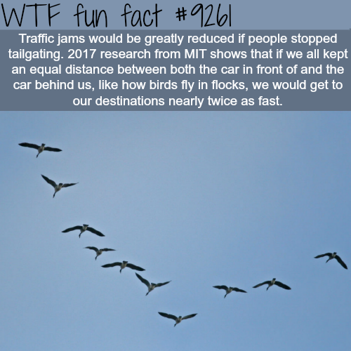 sky - Wtf fun fact Traffic jams would be greatly reduced if people stopped tailgating. 2017 research from Mit shows that if we all kept an equal distance between both the car in front of and the car behind us, how birds fly in flocks, we would get to our…