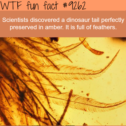 dinosaur tail with feathers - Wtf fun fact Scientists discovered a dinosaur tail perfectly preserved in amber. It is full of feathers.